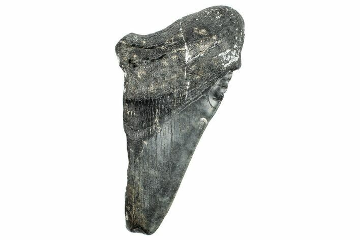Partial Fossil Megalodon Tooth - South Carolina #250042